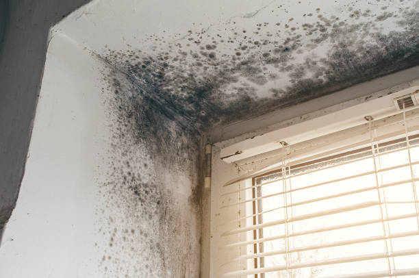 Affordable Bathroom Mold Removal solutions in Carversville, PA